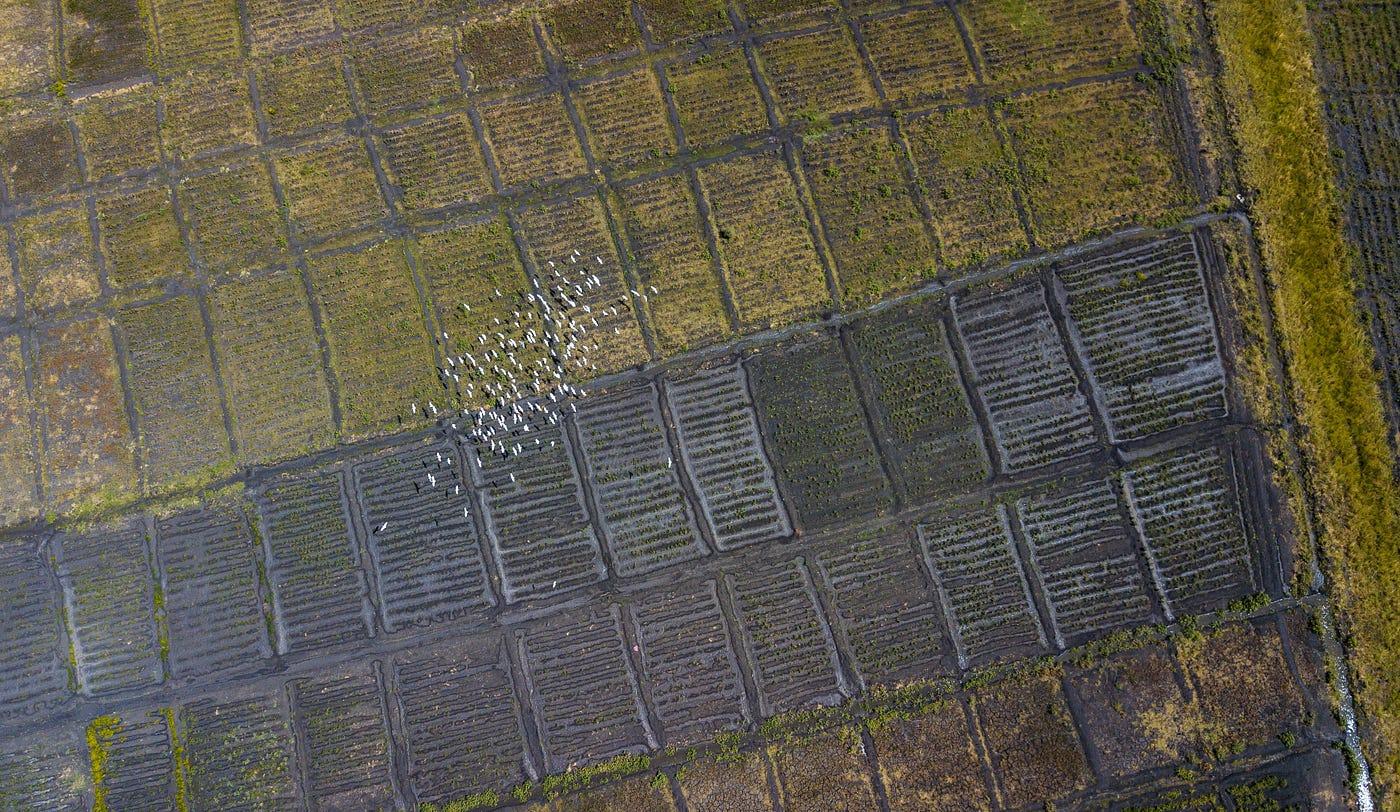 Agricultural fields and Sudanese agricultural landscape