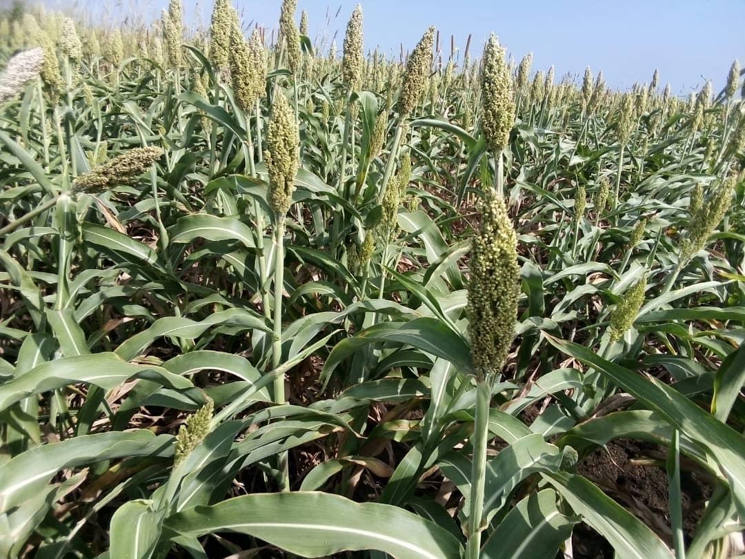 Premium Sudanese grain sorghum